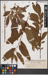 Foto von Salix caprea L. x Salix viminalis L.